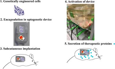 Optimized Protocol for Subcutaneous Implantation of Encapsulated Cells Device and Evaluation of Biocompatibility